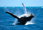 Baleines à bosses